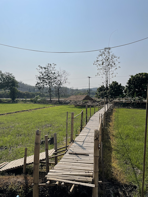 tomar café en un arrozar, una de las cosas Qué hacer en el Parque Nacional Doi Inthanon